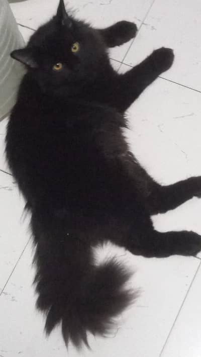 Persian cat for adoption and sale