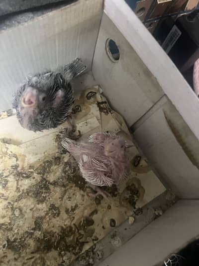 cocktail chicks