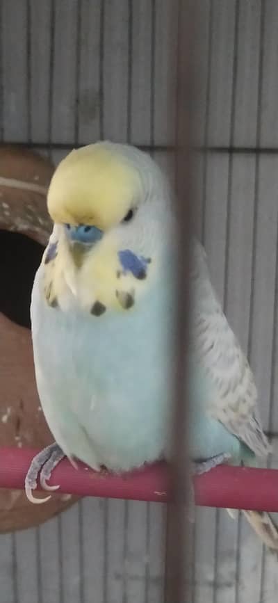 big size male