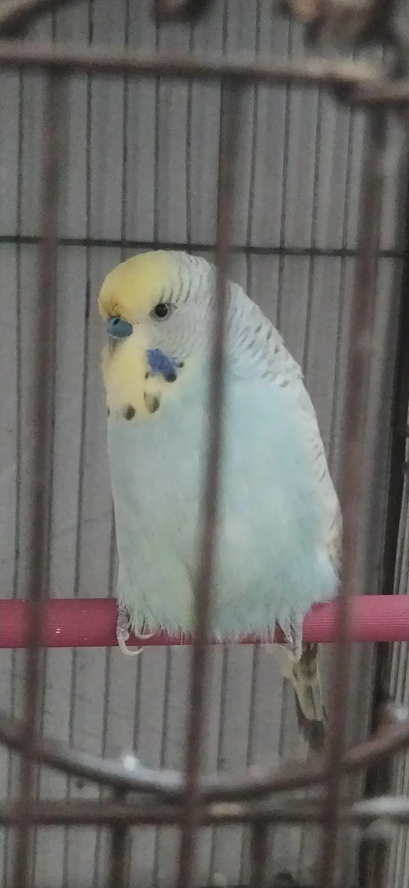 big size male — photo 2