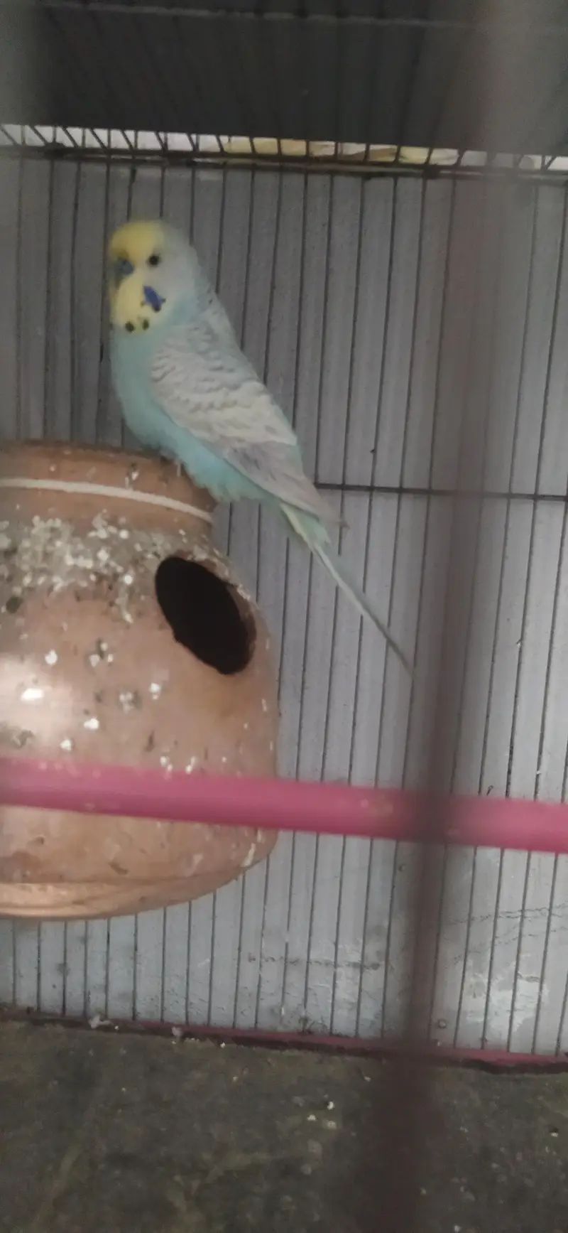 big size male — photo 3