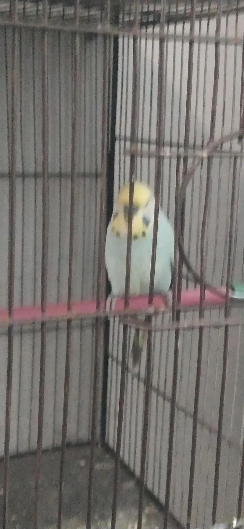 big size male — photo 4
