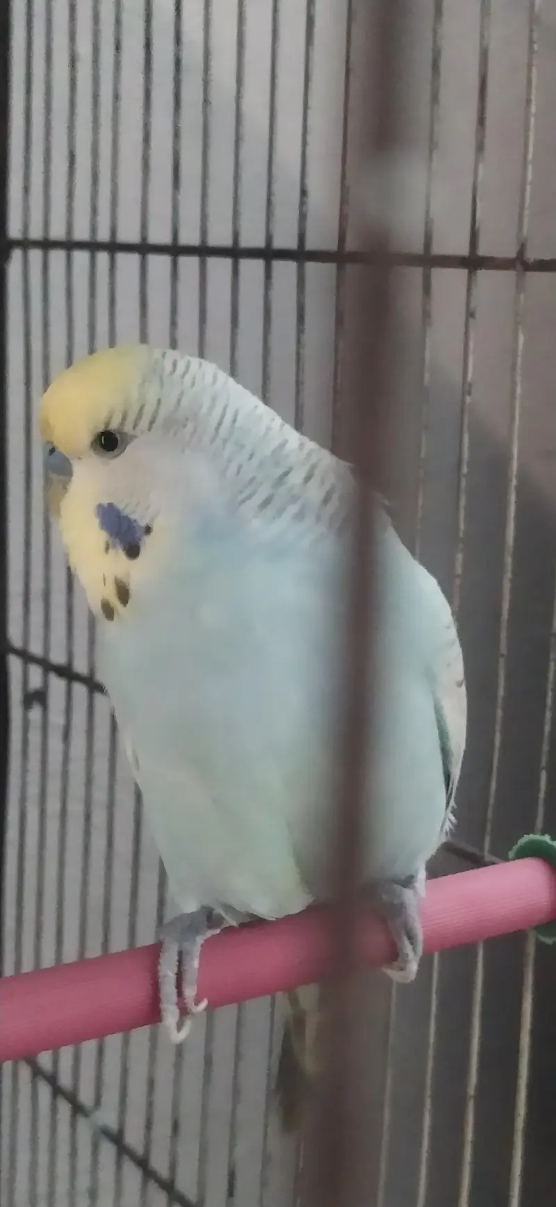 big size male — photo 5