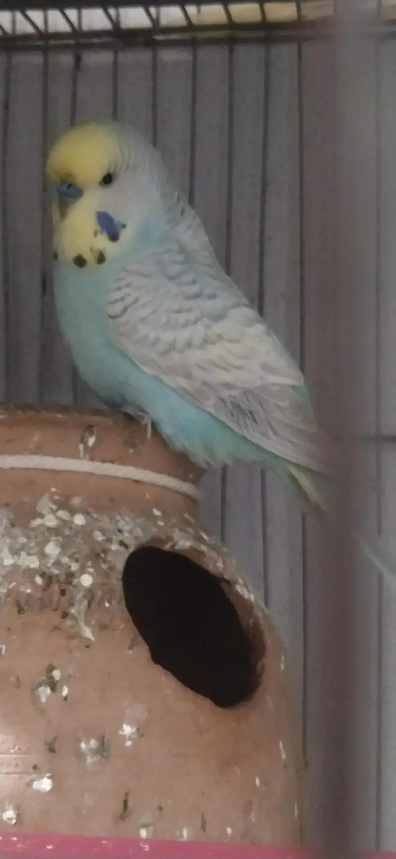big size male — photo 6