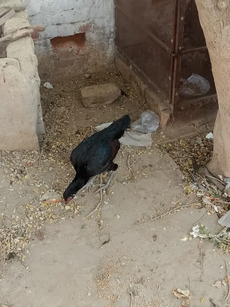 fresh kurak Madi — photo 2