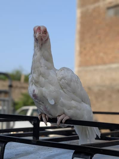 aseel breeder pair