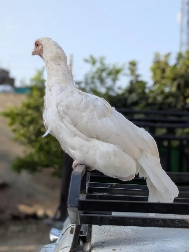 aseel breeder pair — photo 2