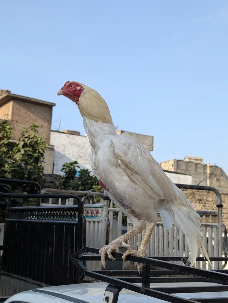 aseel breeder pair — photo 3