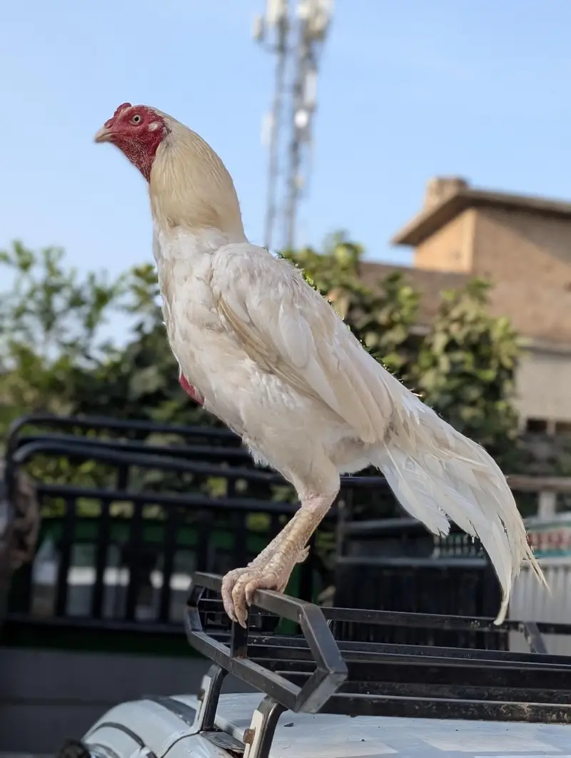 aseel breeder pair — photo 4