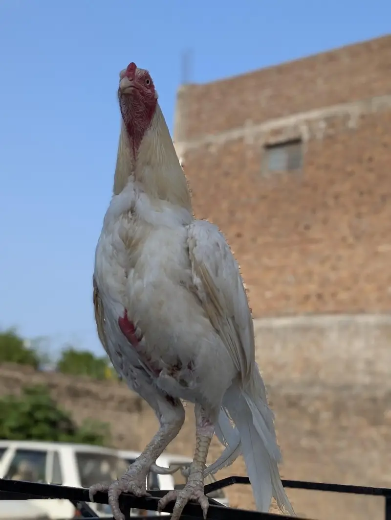 aseel breeder pair — photo 5