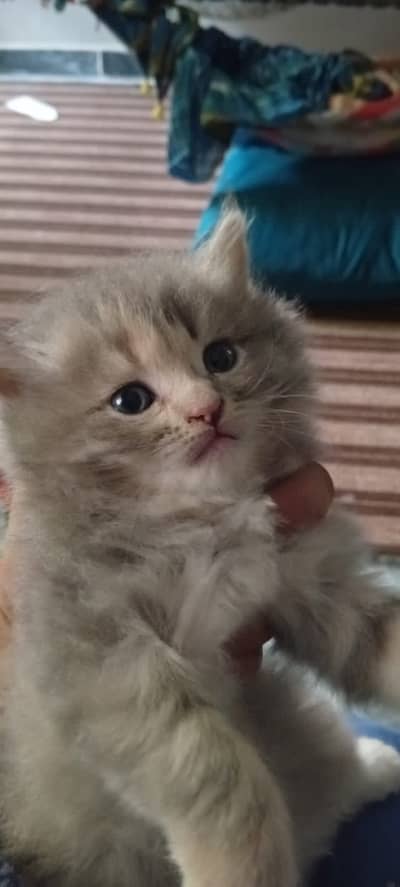 Persian Female kitten triple coated
