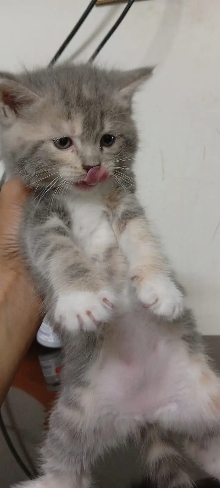 Persian Female kitten triple coated — photo 2