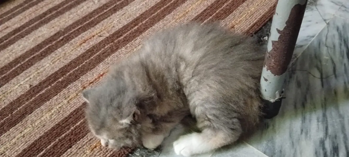 Persian Female kitten triple coated — photo 3