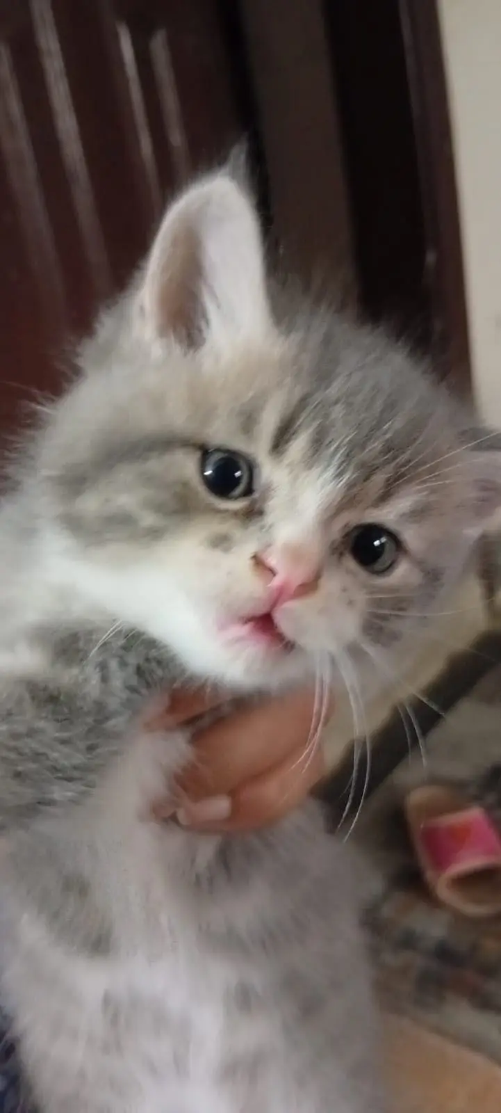 Persian Female kitten triple coated — photo 4