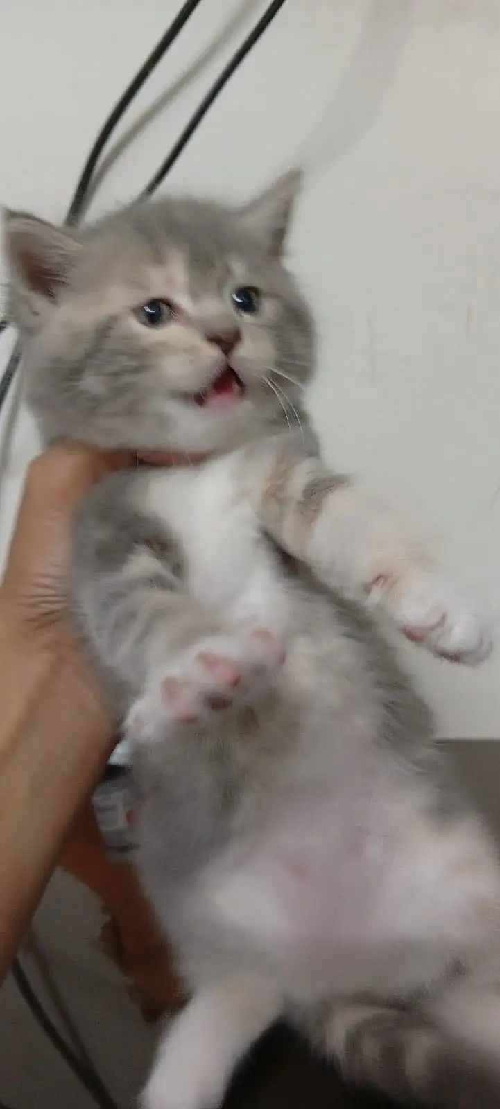 Persian Female kitten triple coated — photo 5