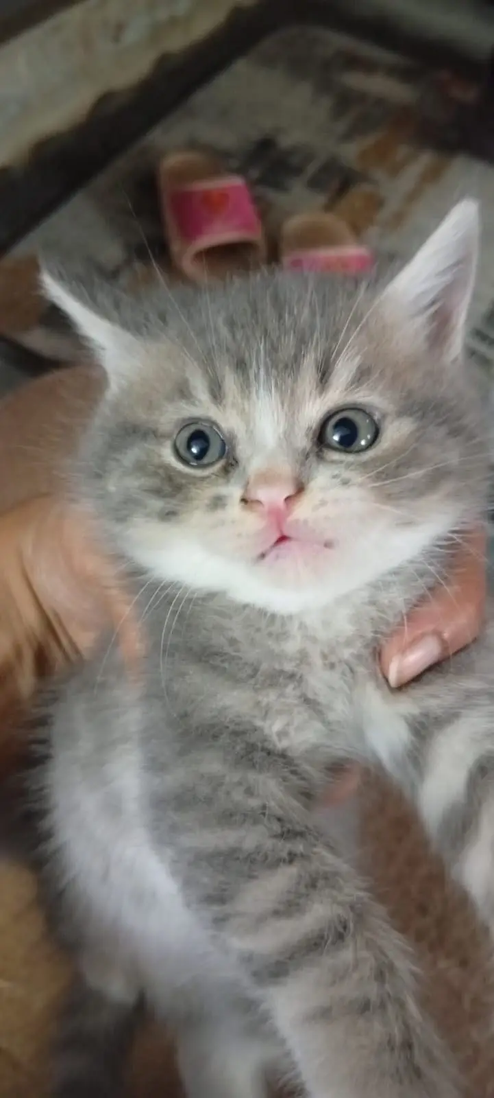 Persian Female kitten triple coated — photo 6