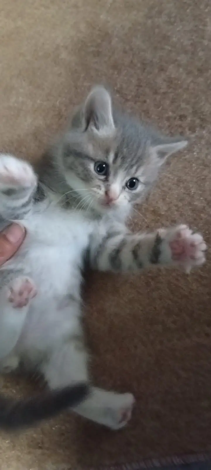Persian Female kitten triple coated — photo 7