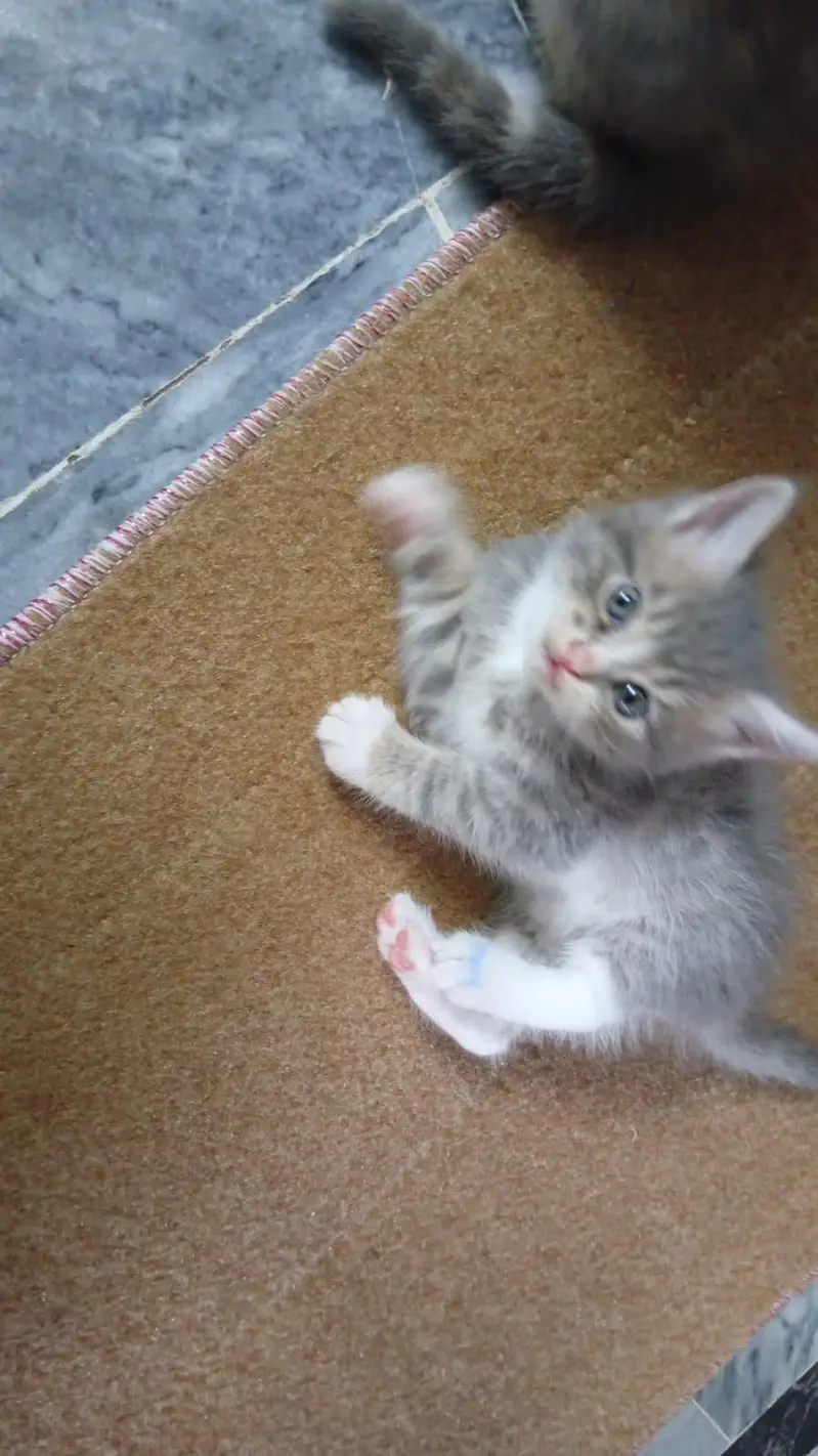 Persian Female kitten triple coated — photo 8
