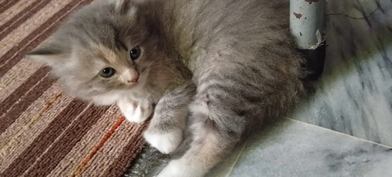 Persian Female kitten triple coated — photo 9