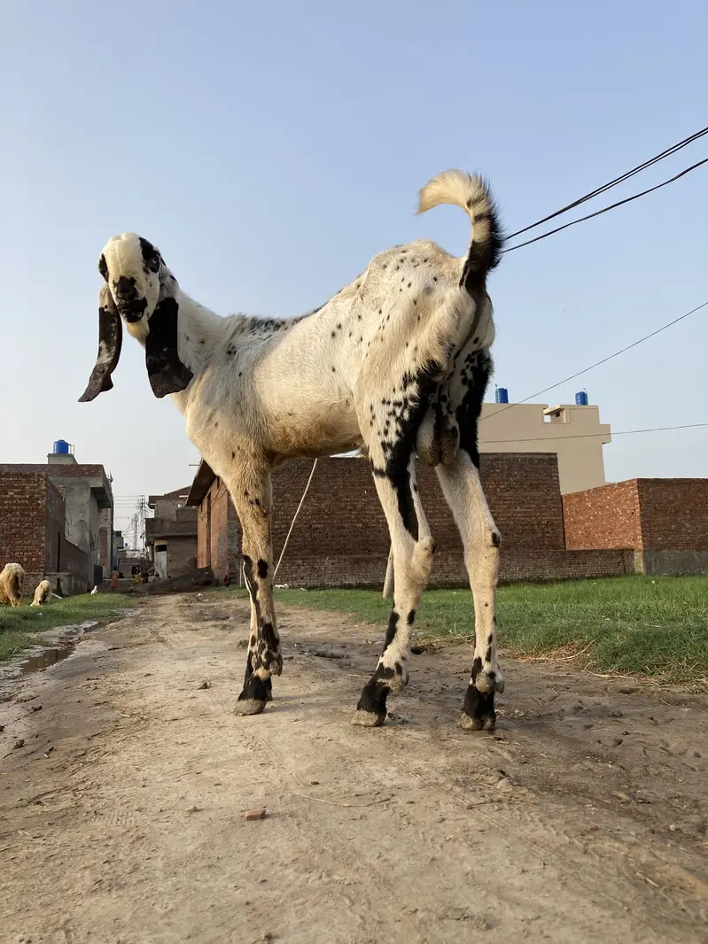 makhi cheena breeder bakra — photo 2