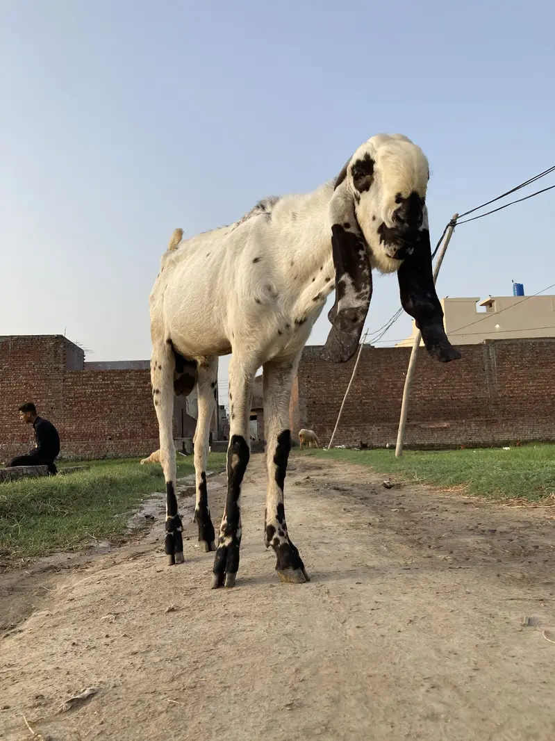 makhi cheena breeder bakra — photo 3