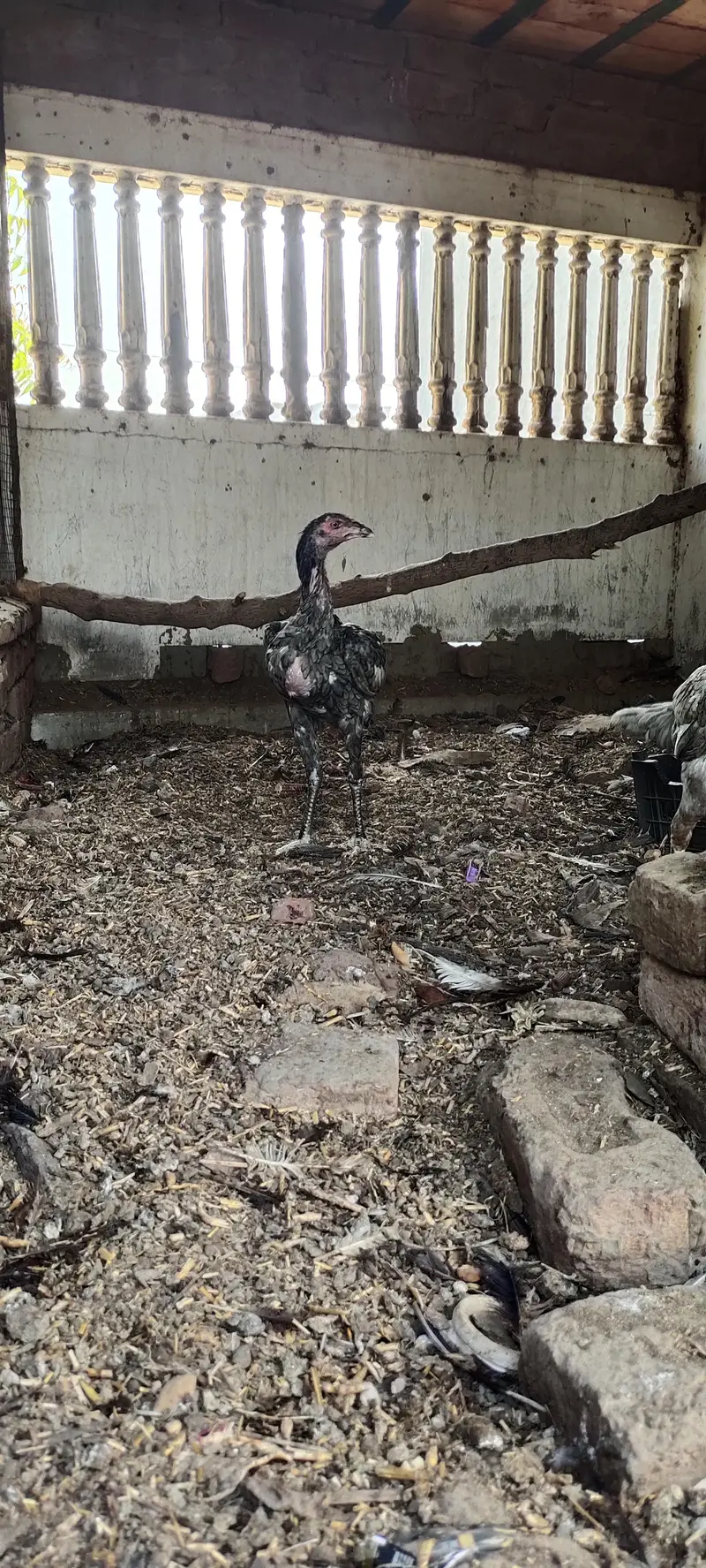Mashallah 3 aseel blue saleti pathay rare breed — photo 3