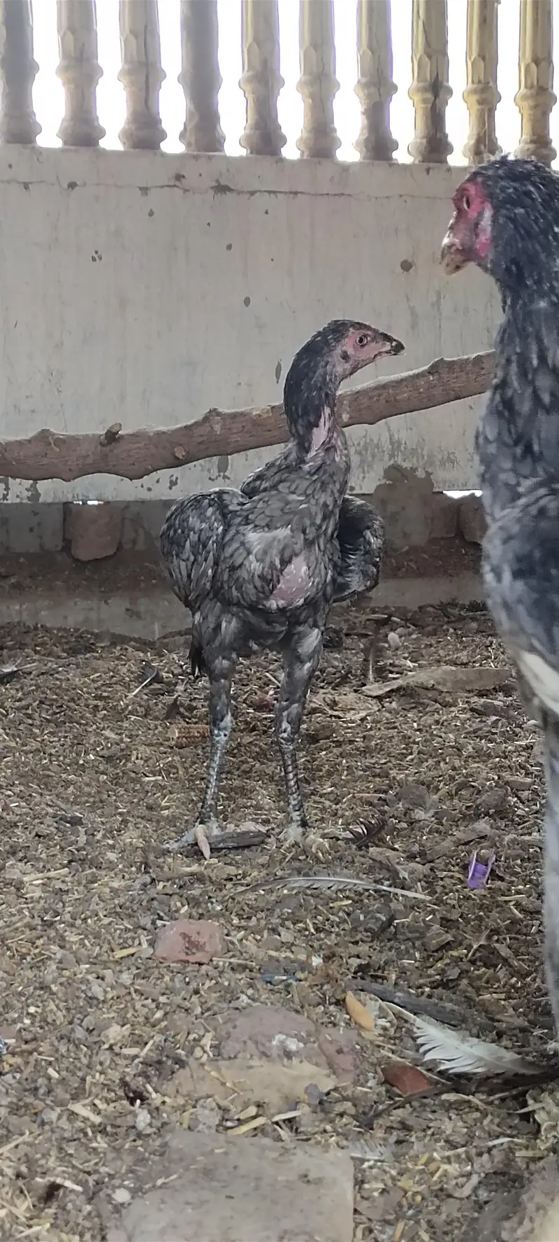 Mashallah 3 aseel blue saleti pathay rare breed — photo 4