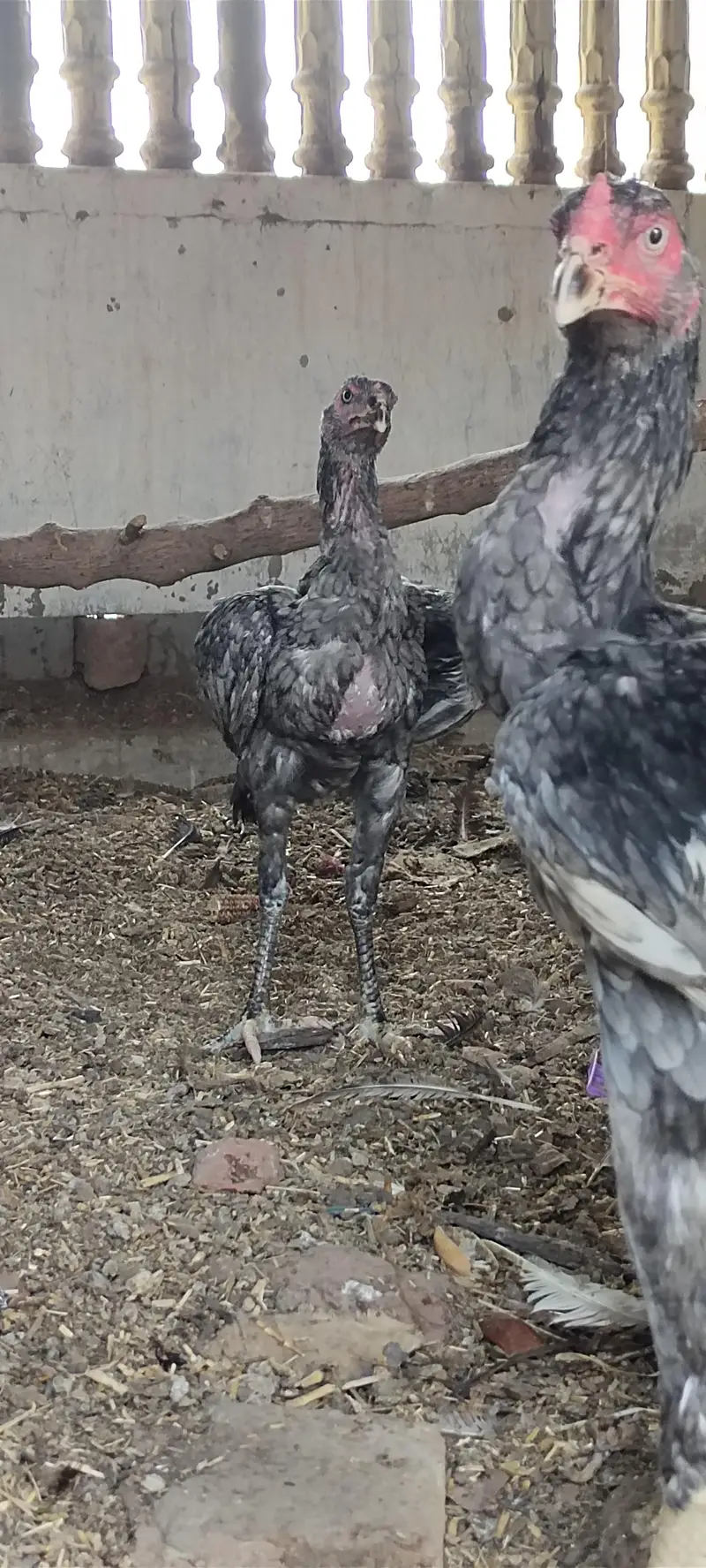 Mashallah 3 aseel blue saleti pathay rare breed — photo 5