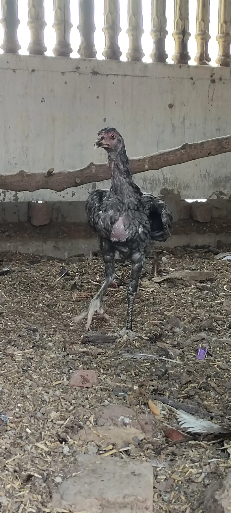 Mashallah 3 aseel blue saleti pathay rare breed — photo 6
