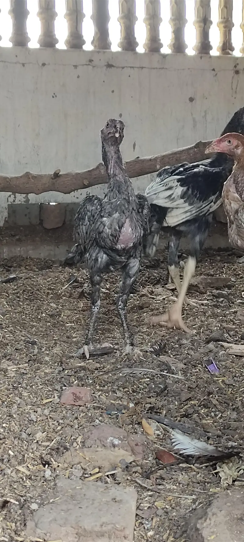 Mashallah 3 aseel blue saleti pathay rare breed — photo 7