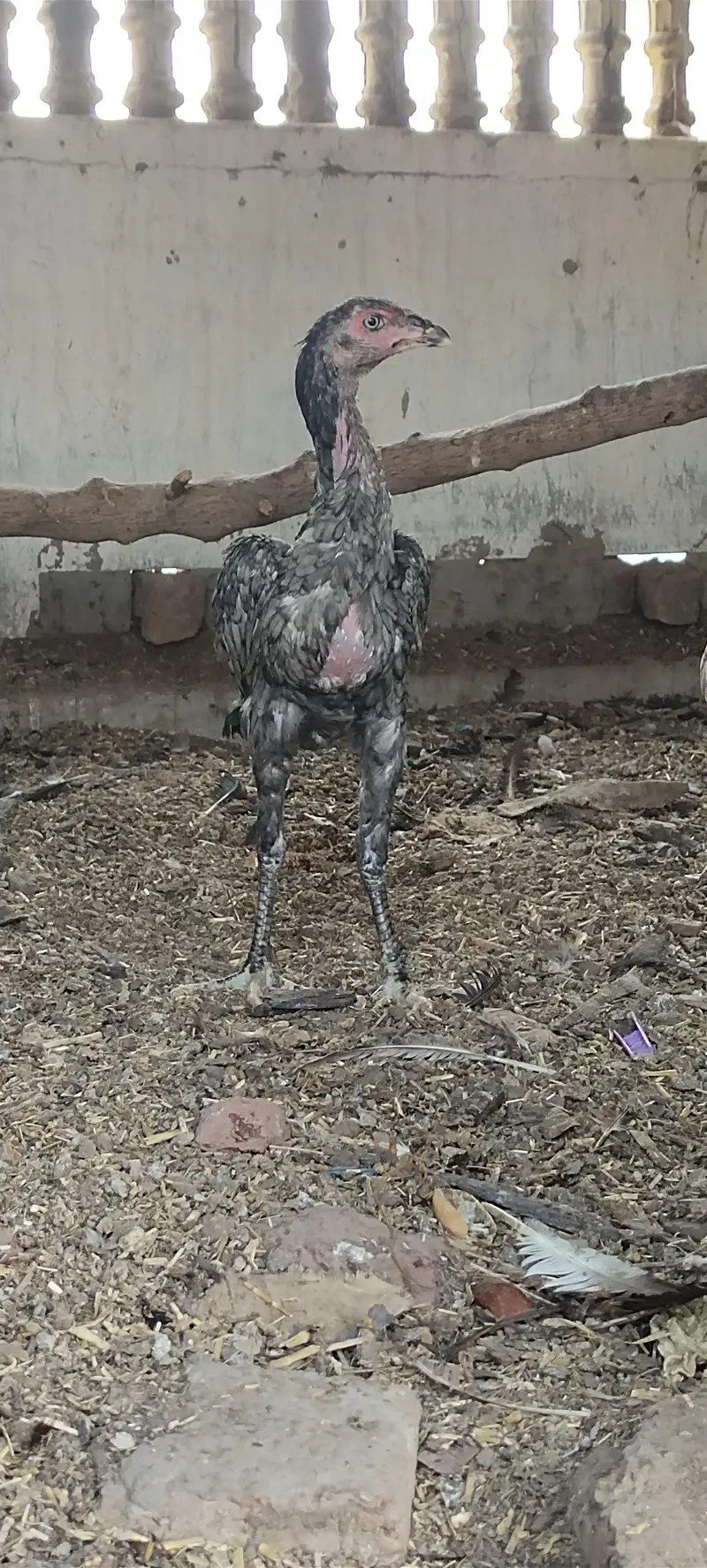 Mashallah 3 aseel blue saleti pathay rare breed — photo 8