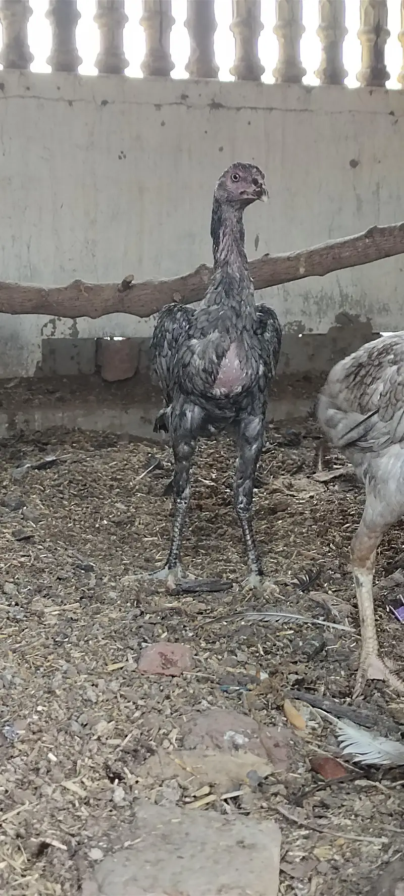 Mashallah 3 aseel blue saleti pathay rare breed — photo 9