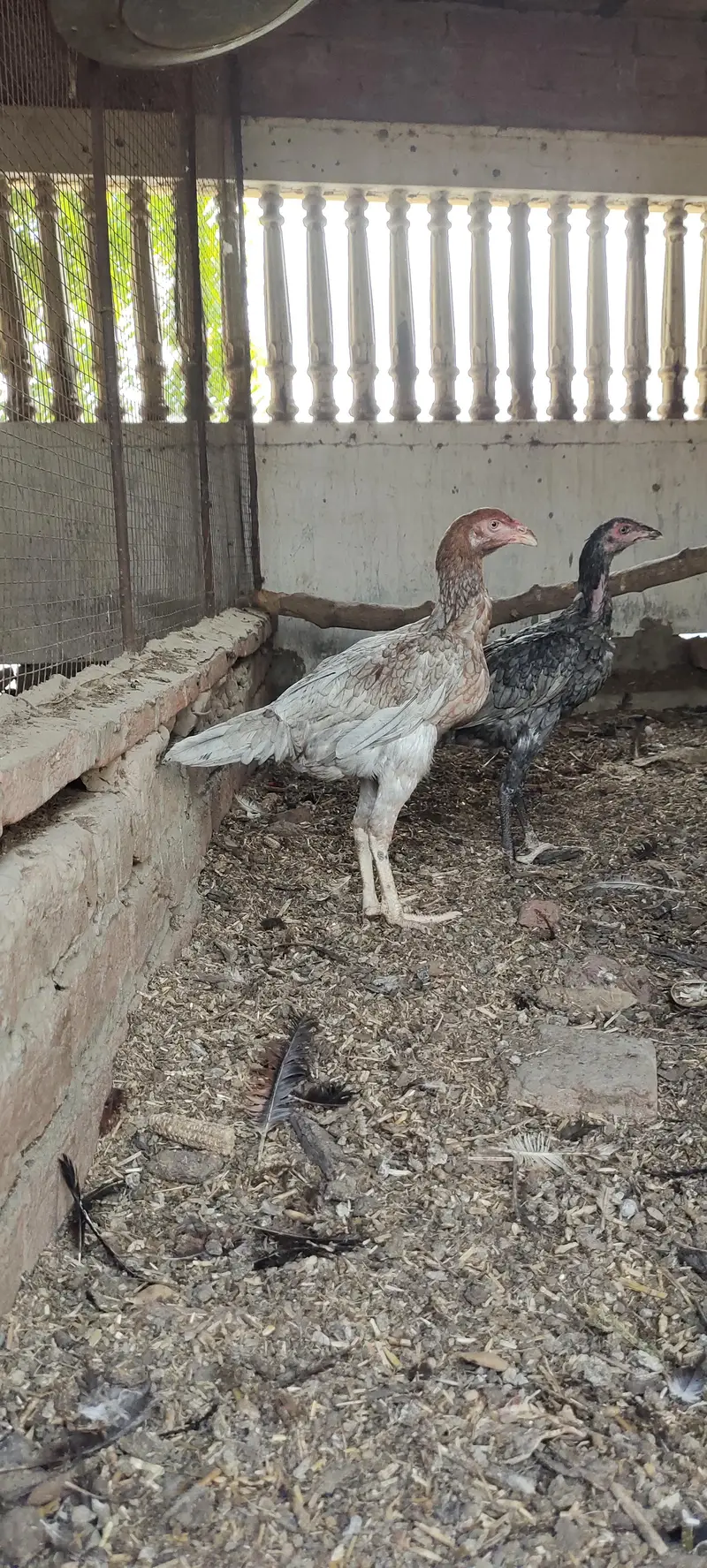 Mashallah 3 aseel blue saleti pathay rare breed — photo 10