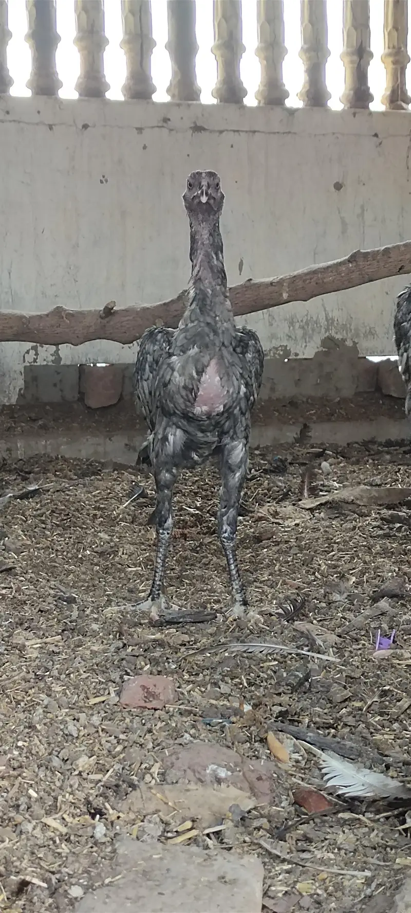 Mashallah 3 aseel blue saleti pathay rare breed — photo 11