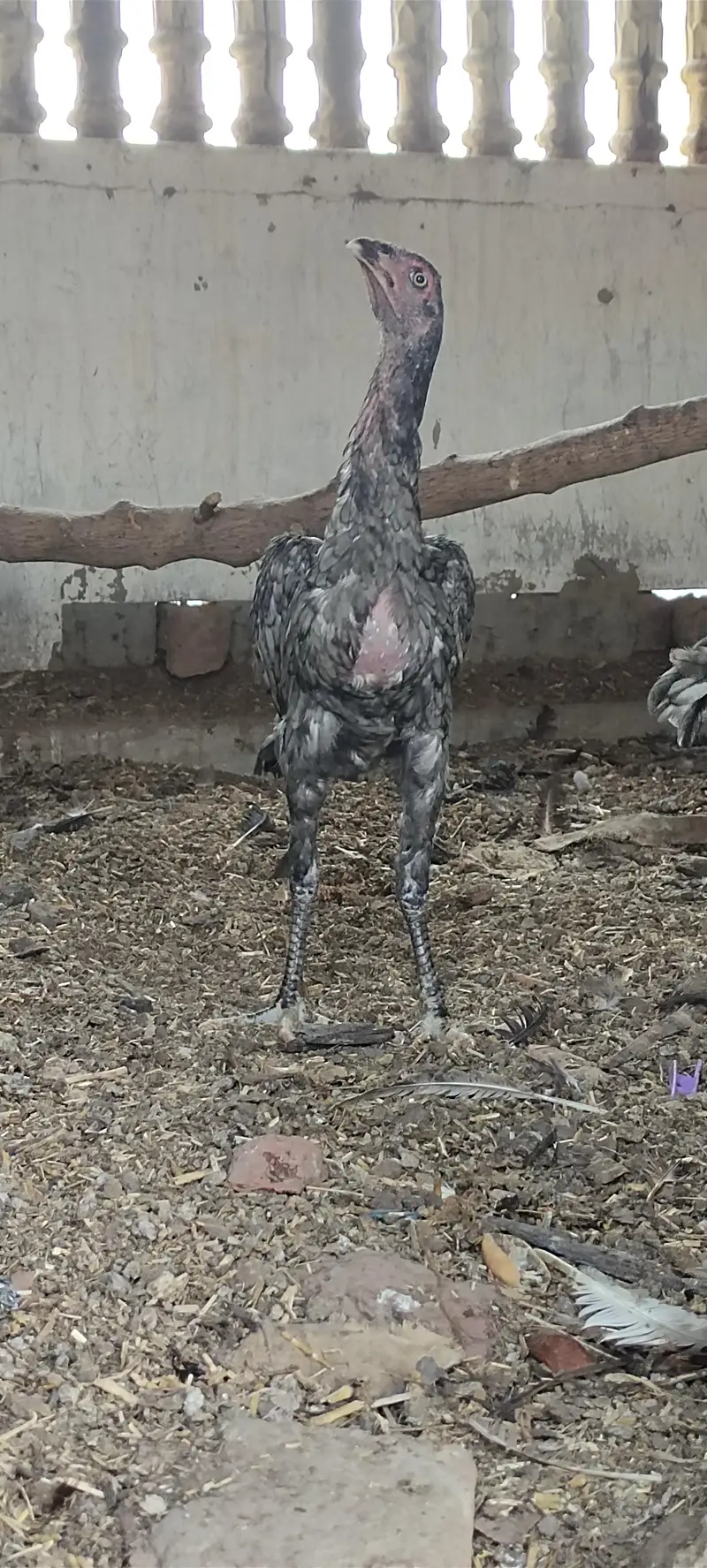 Mashallah 3 aseel blue saleti pathay rare breed — photo 12