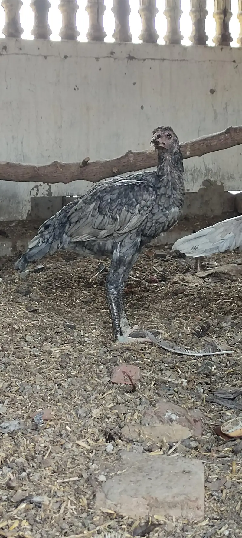 Mashallah 3 aseel blue saleti pathay rare breed — photo 2