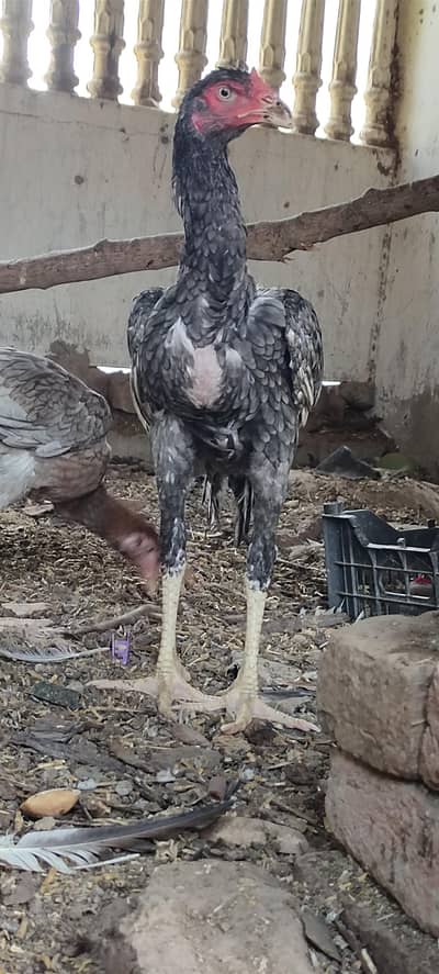 Mashallah 3 aseel blue saleti pathay rare breed