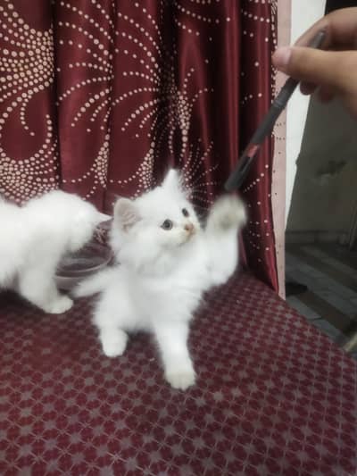 Triple Coated Persian Kittens