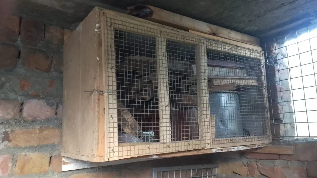 Hen cages — photo 3