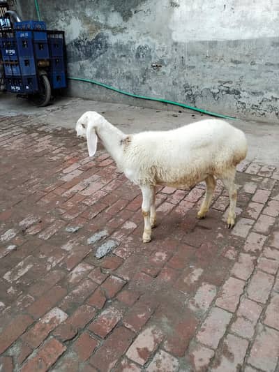 talagang dumba white colour ka