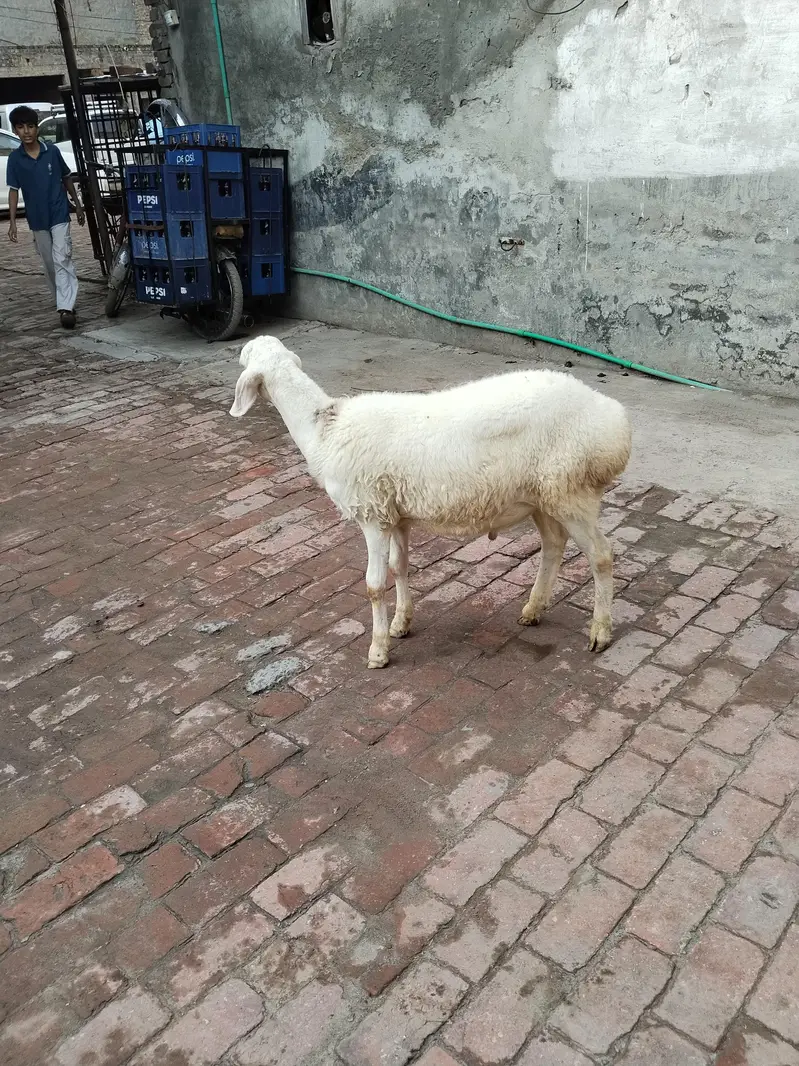 talagang dumba white colour ka — photo 2