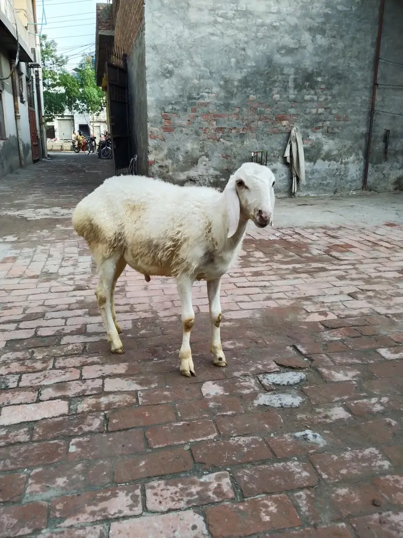 talagang dumba white colour ka — photo 3