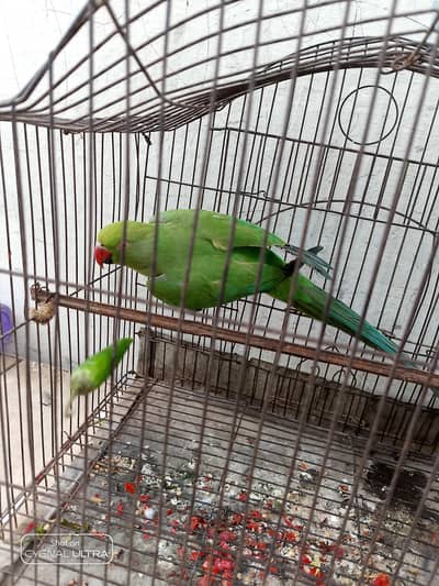 Ringneck parrot