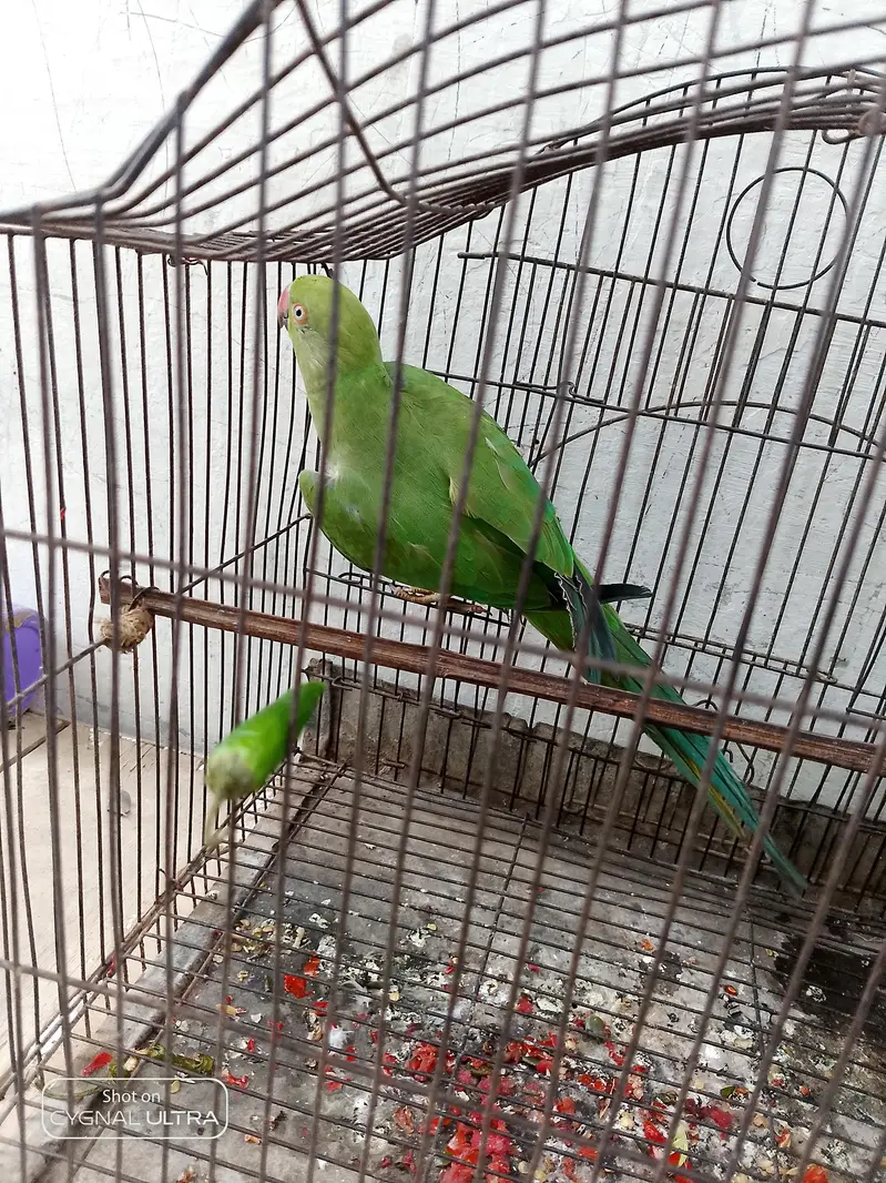 Ringneck parrot — photo 2