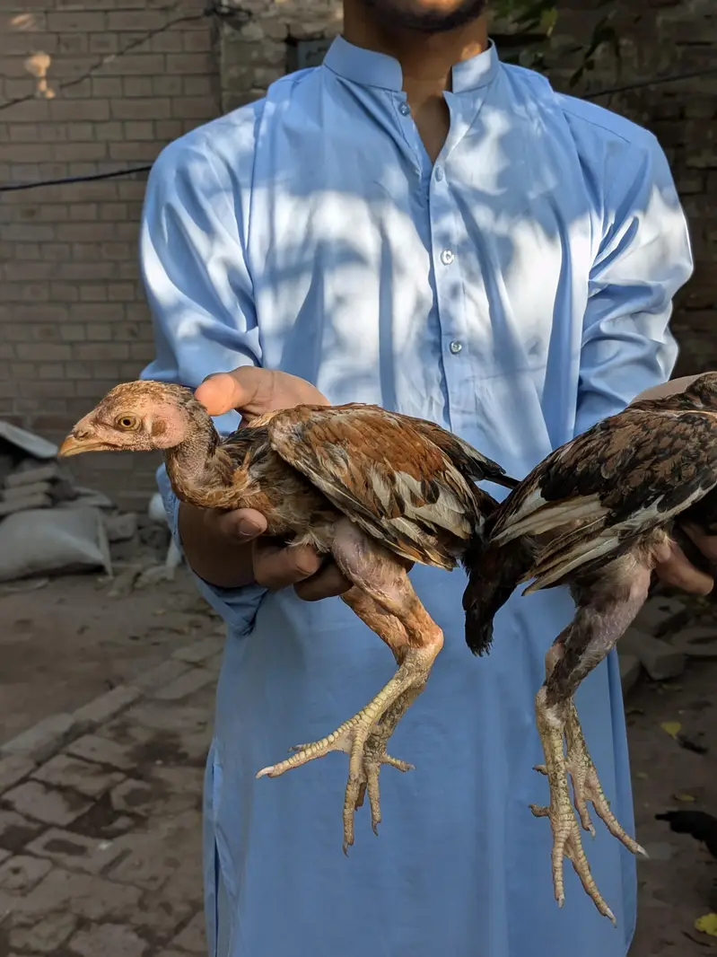 Aseel chuzay for sale — photo 4