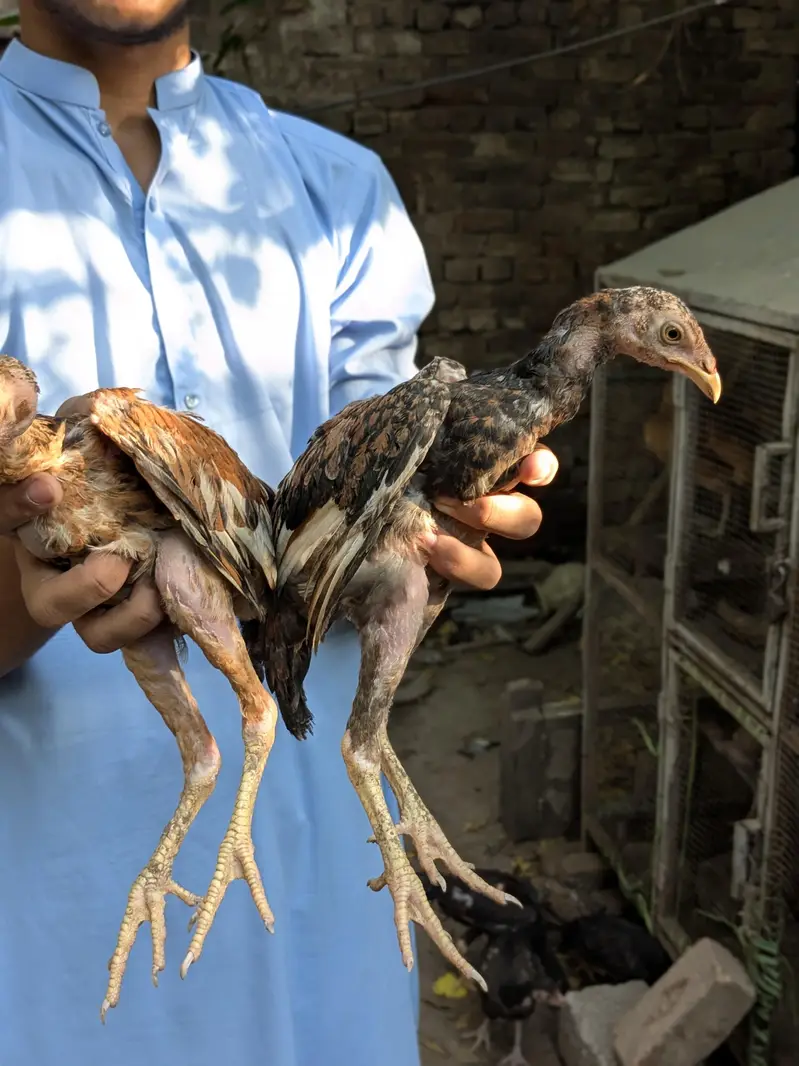 Aseel chuzay for sale — photo 6
