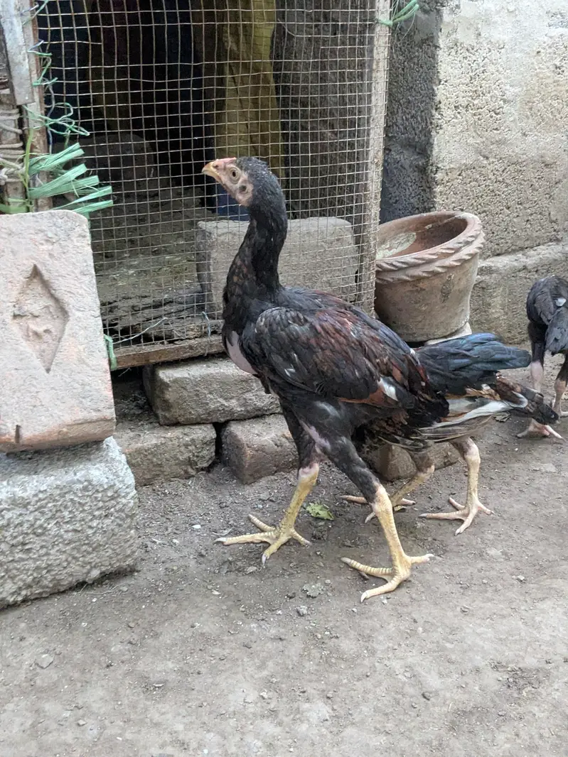 Aseel chuzay for sale — photo 8