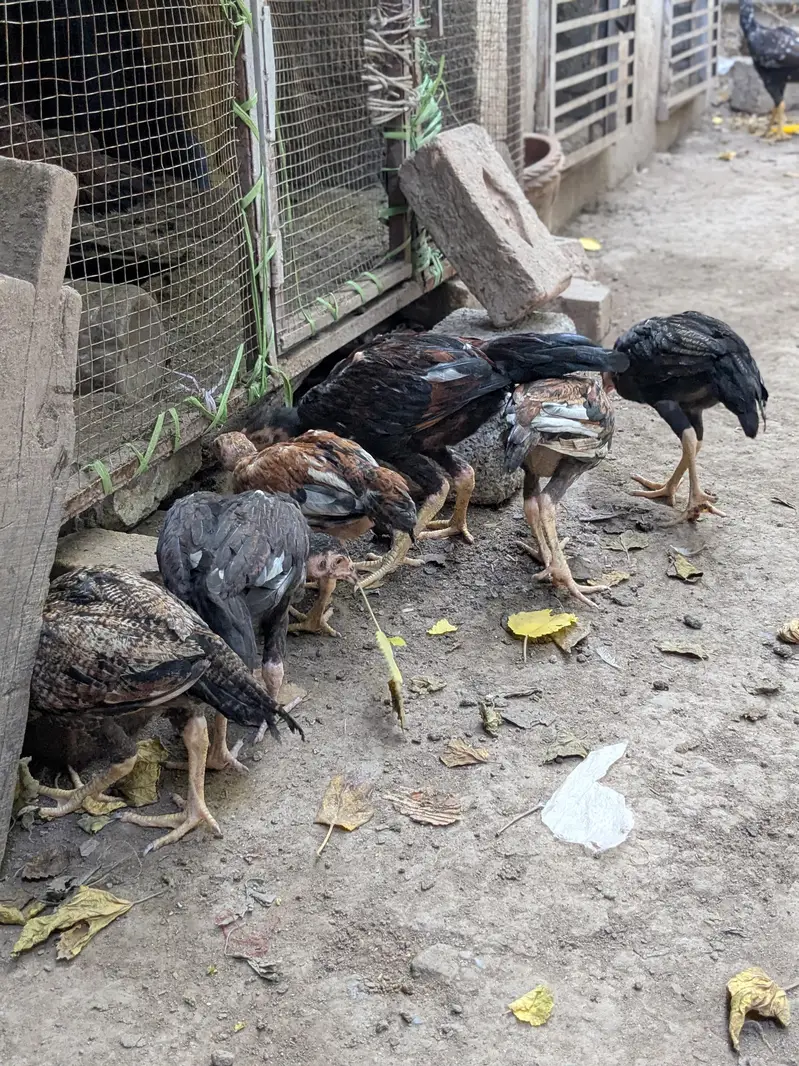 Aseel chuzay for sale — photo 10