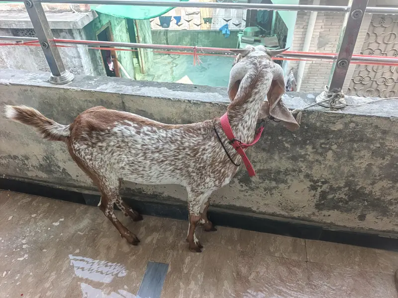 urgent sale famale goat — photo 7