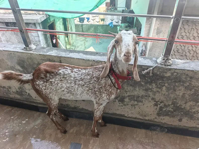 urgent sale famale goat — photo 8